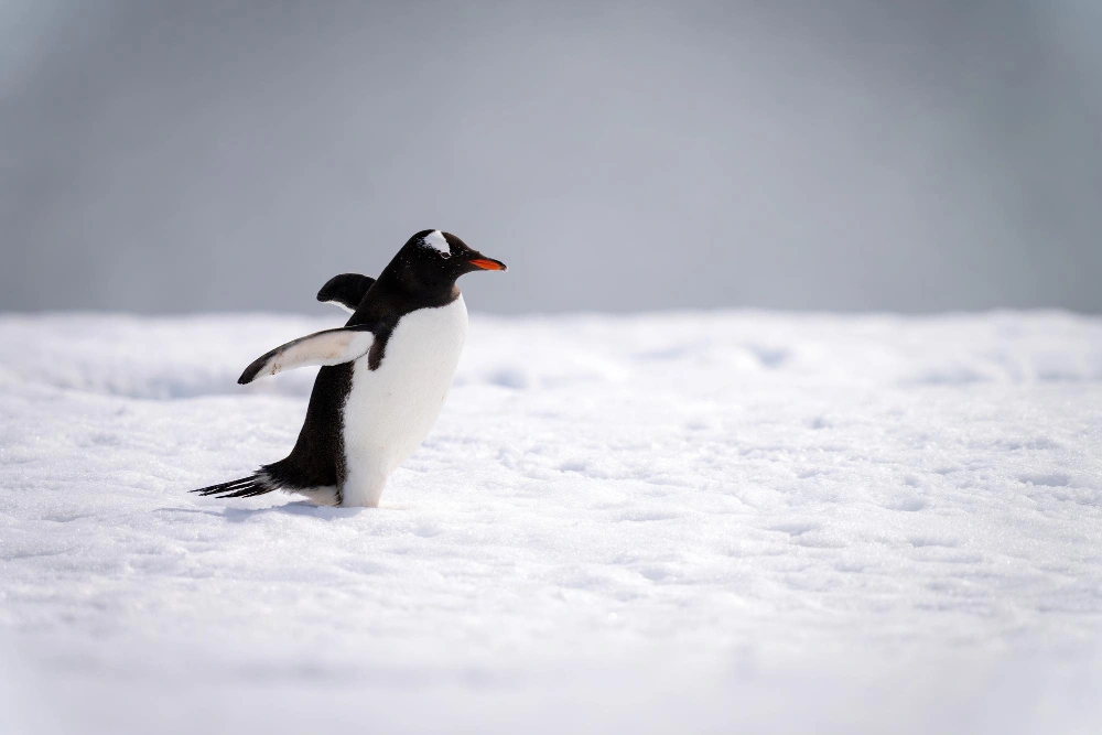 How Brands Can Use the Penguin Trend in Their Social Media Marketing in 2026